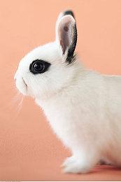 《苏菲的炼金工房2》角色介绍：前骑士团长迪伯尔德